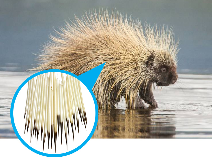 Porcupine Quills