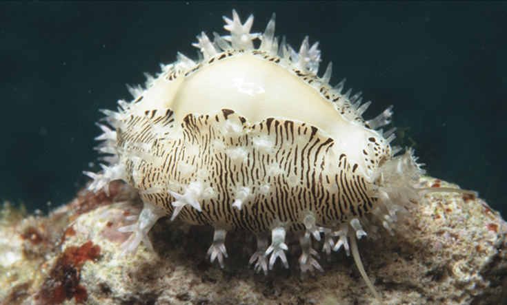 The origin story of cowrie shells, their significance and symbolism ...