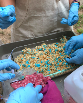 Hands with blue vinyl gloves around tray of sediment