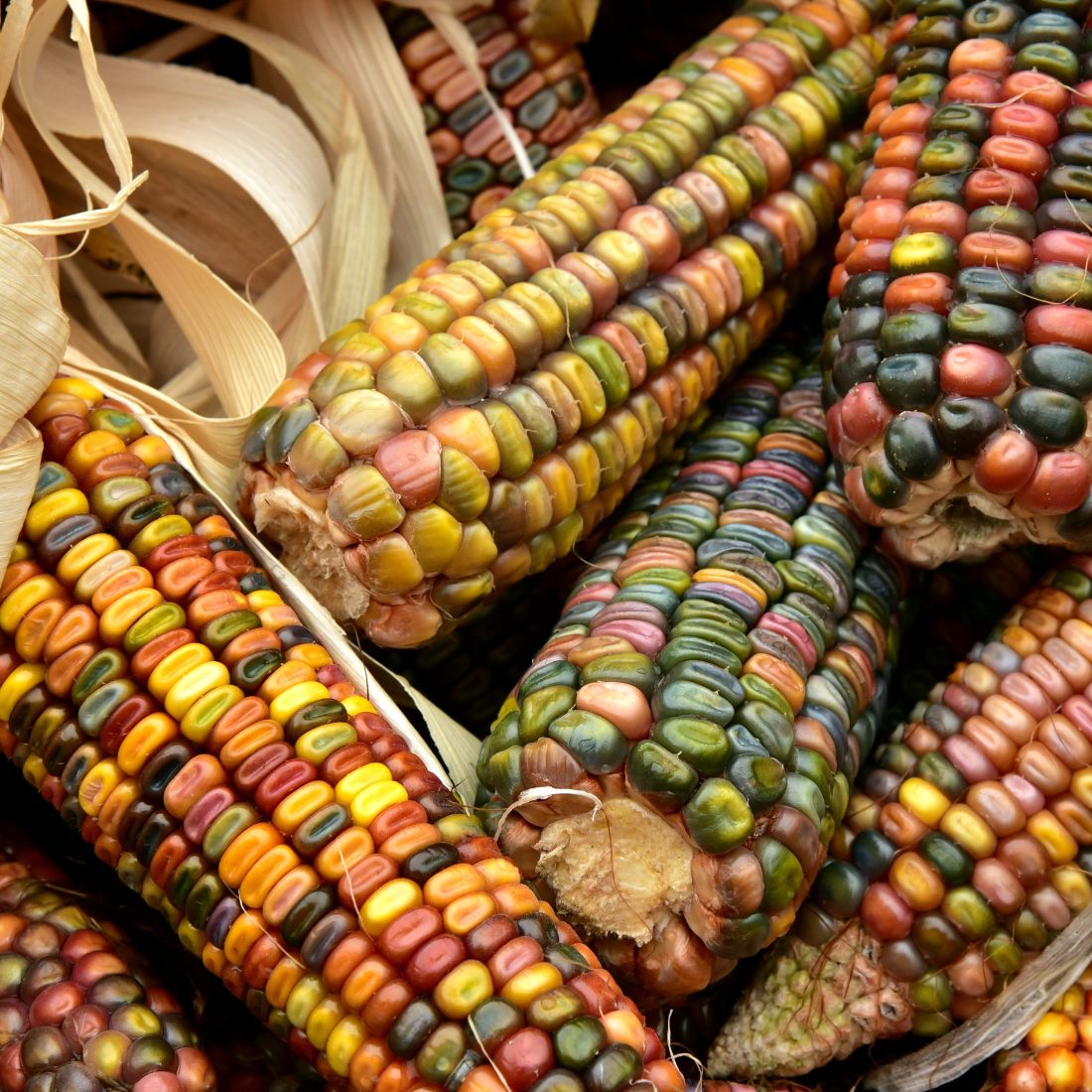 Colorful corn in a pile 