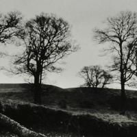 Wicklow Trees photograph